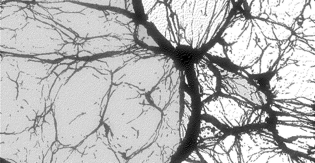 Field Coherence
in Cognitive Drift